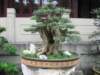 qingyangtempelbonsai_2_small.jpg